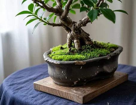 Il Bonsai serissa