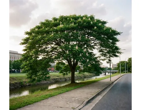 Albero castagno
