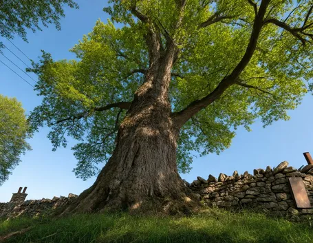 esempio di albero millenario