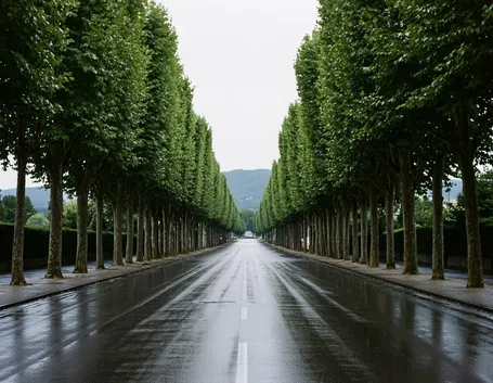 Alberi per i viali