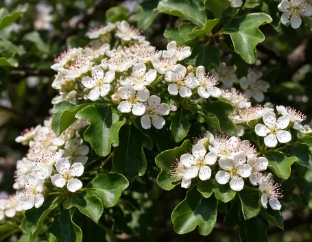 Biancospino