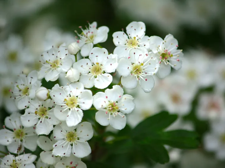 Fiori biancospino