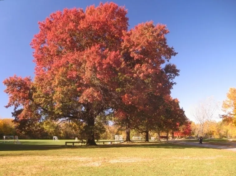 Quercia rossa
