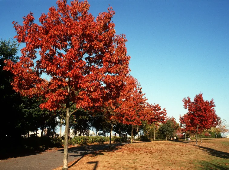 Alberi querce