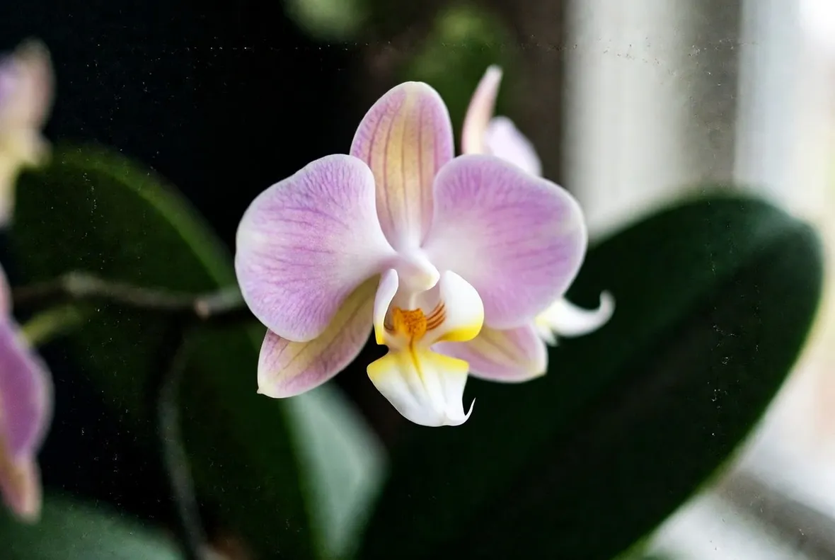 Esemplare di orchidea
