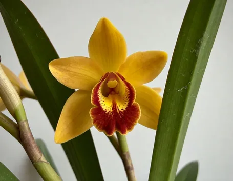 Fiore giallo di Orchidea Cymbidium