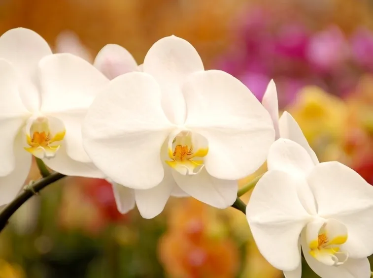 Orchidee
