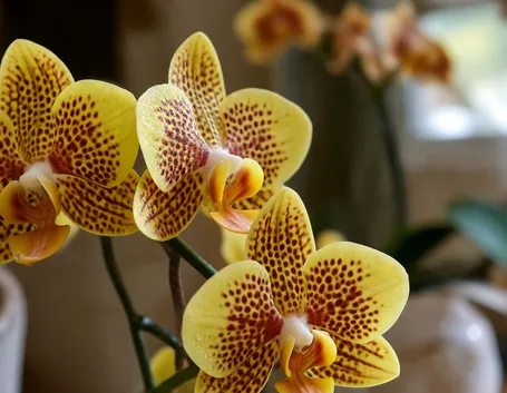 Orchidee Phalaenopsis gialle