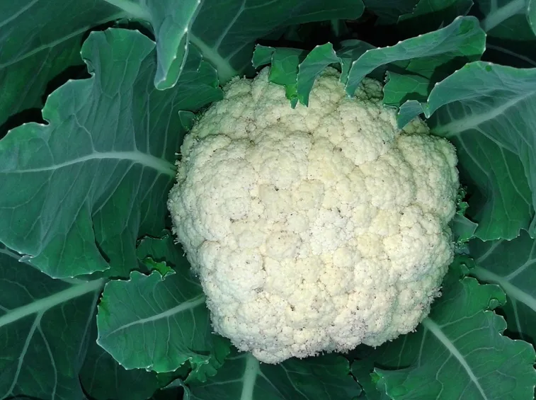 Cavolfiore pianta