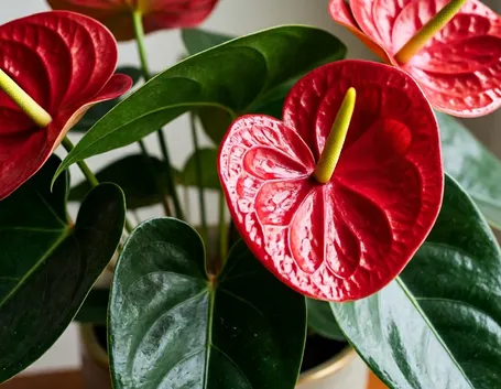 Fiore di Anthurium rosso