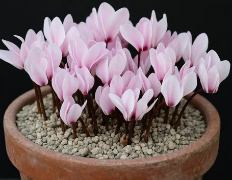Ciclamini vaso