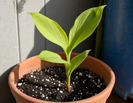 pianta curcuma