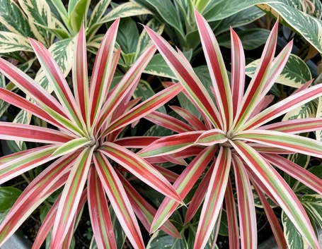 Dracena bicolor
