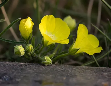 Fiori enotera