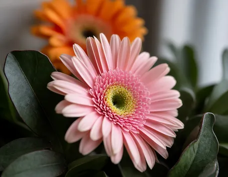 Gerbera rosa