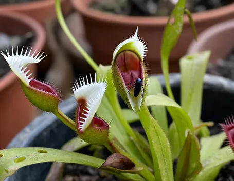 Pianta carnivora insetto