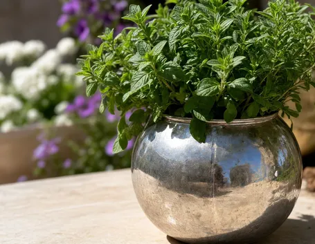 Erbe aromatiche