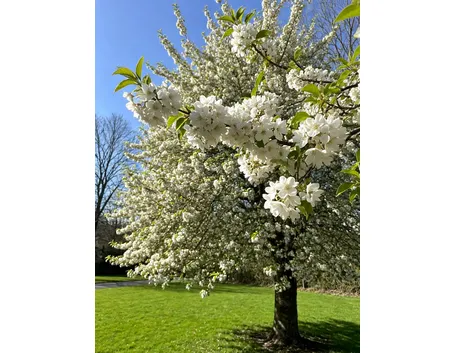 Albero di ciliegio in fiore