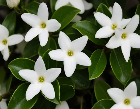 Fiori e foglie di Gelsomino rampicante