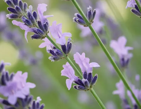 Campo lavanda