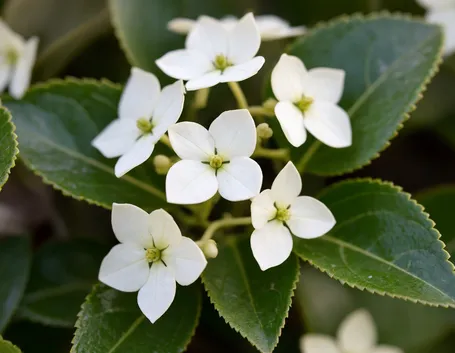 fiore ortensia rampicante