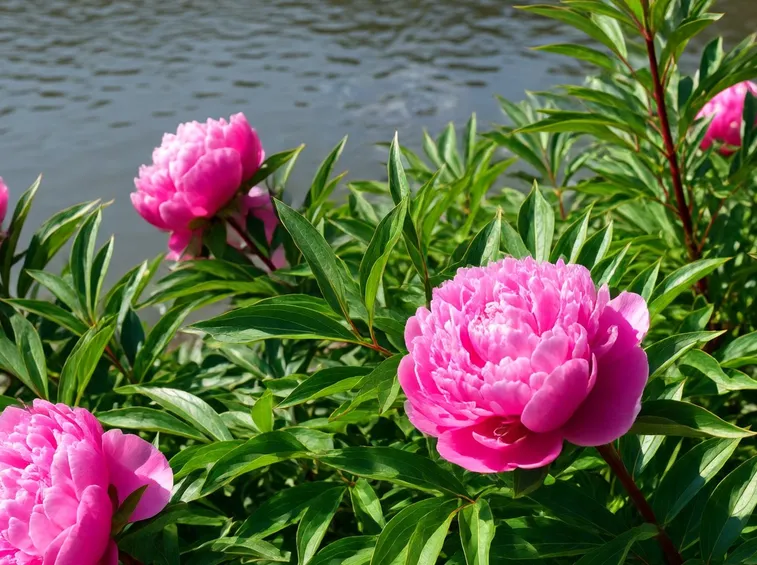 Peonie di colore rosa
