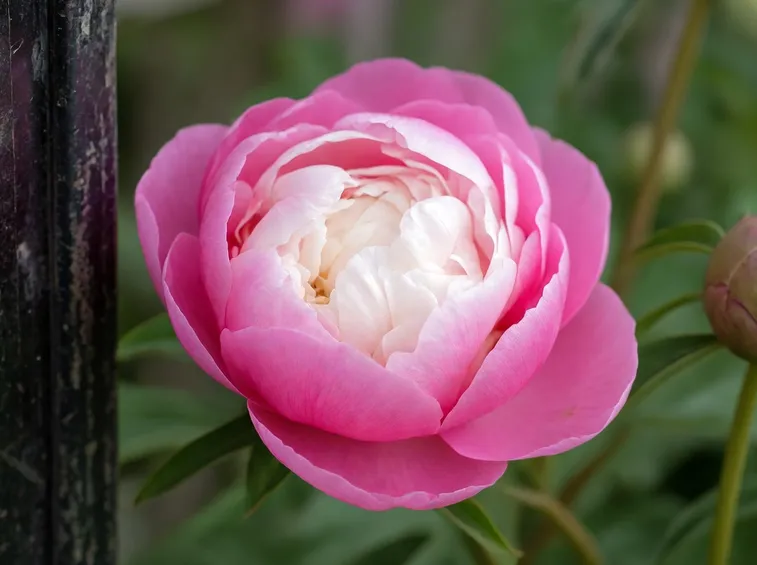 Fiore peonia