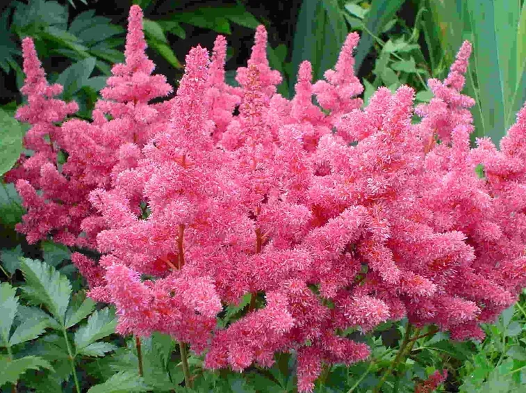 Fiori astilbe