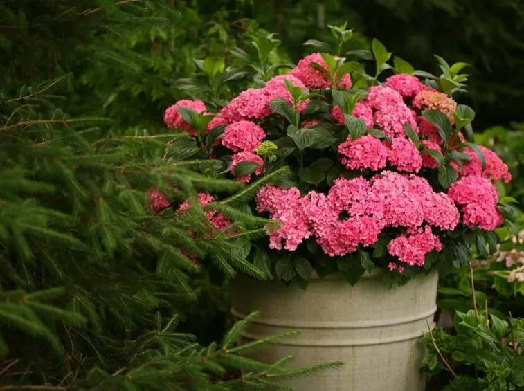Ortensia fiori