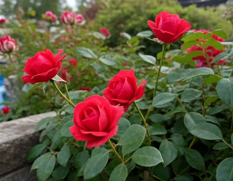 Roseto in piena terra