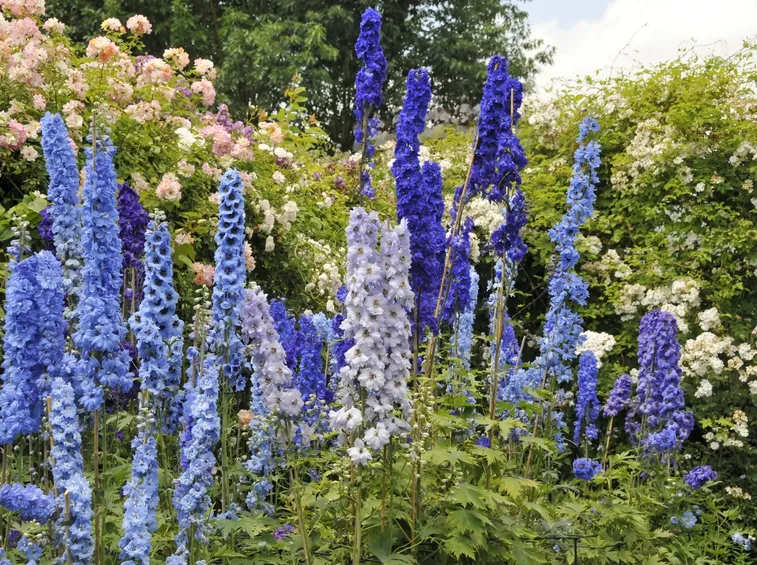 delphinium