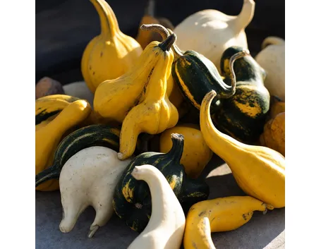 Vari tipi di zucca ornamentale