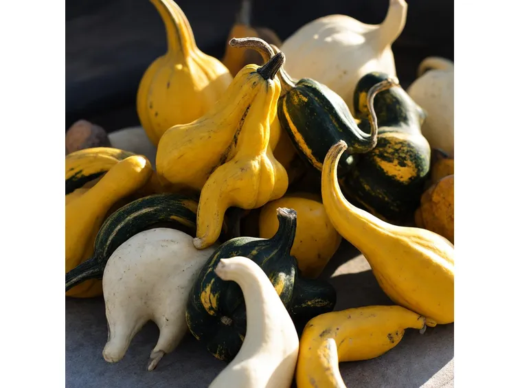 Vari tipi di zucca ornamentale