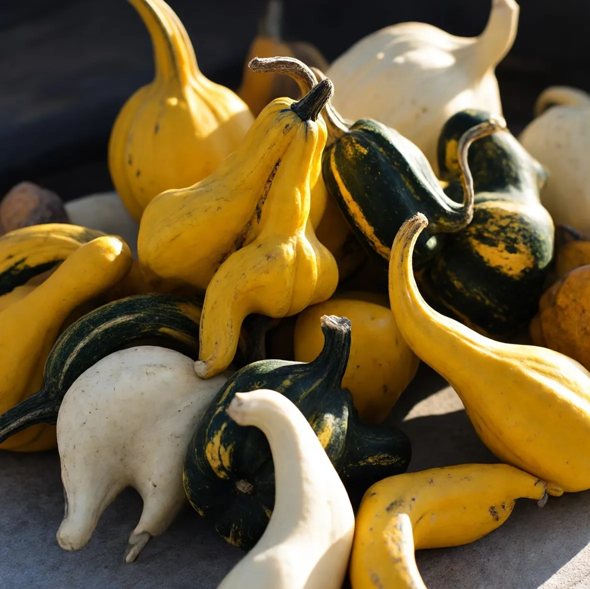 Vari tipi di zucca ornamentale