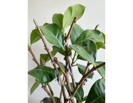Ficus benjamin rami secchi