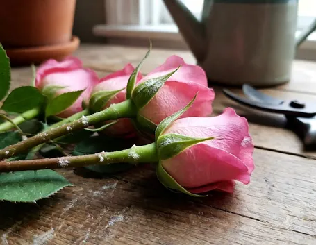 Malattie rose