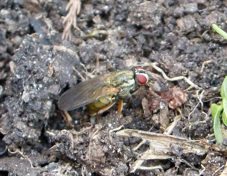 Adulto di mosca del cavolo