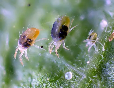 Tetranychus urticae in primo piano