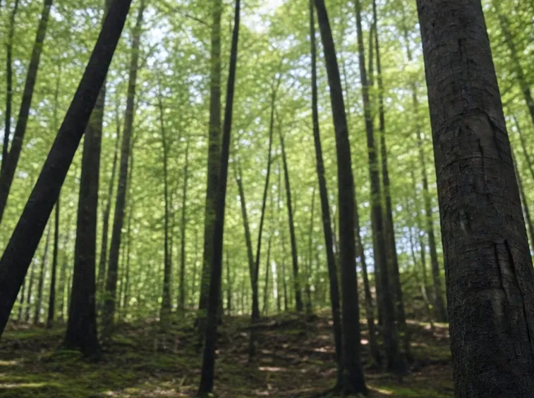 Gli alberi