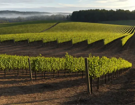 Terreno agricolo